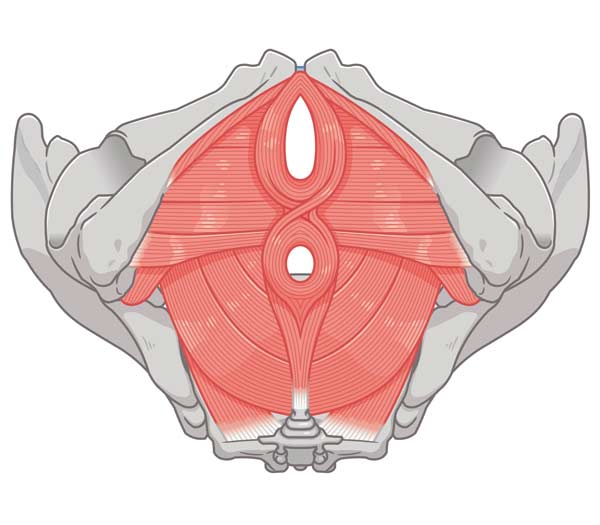 Beckenboden Anatomie